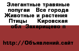 Элегантные травяные попугаи - Все города Животные и растения » Птицы   . Кировская обл.,Захарищево п.